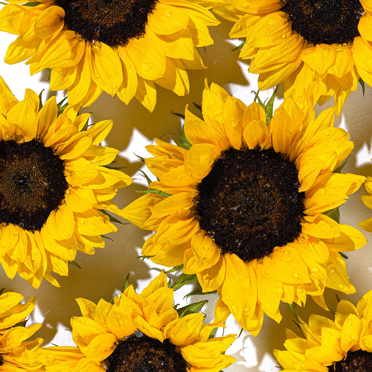 Flowers Boldify